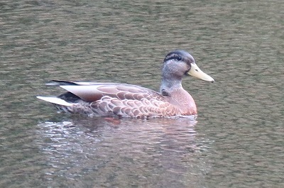 谷戸山公園の草花_e0373815_10534216.jpg