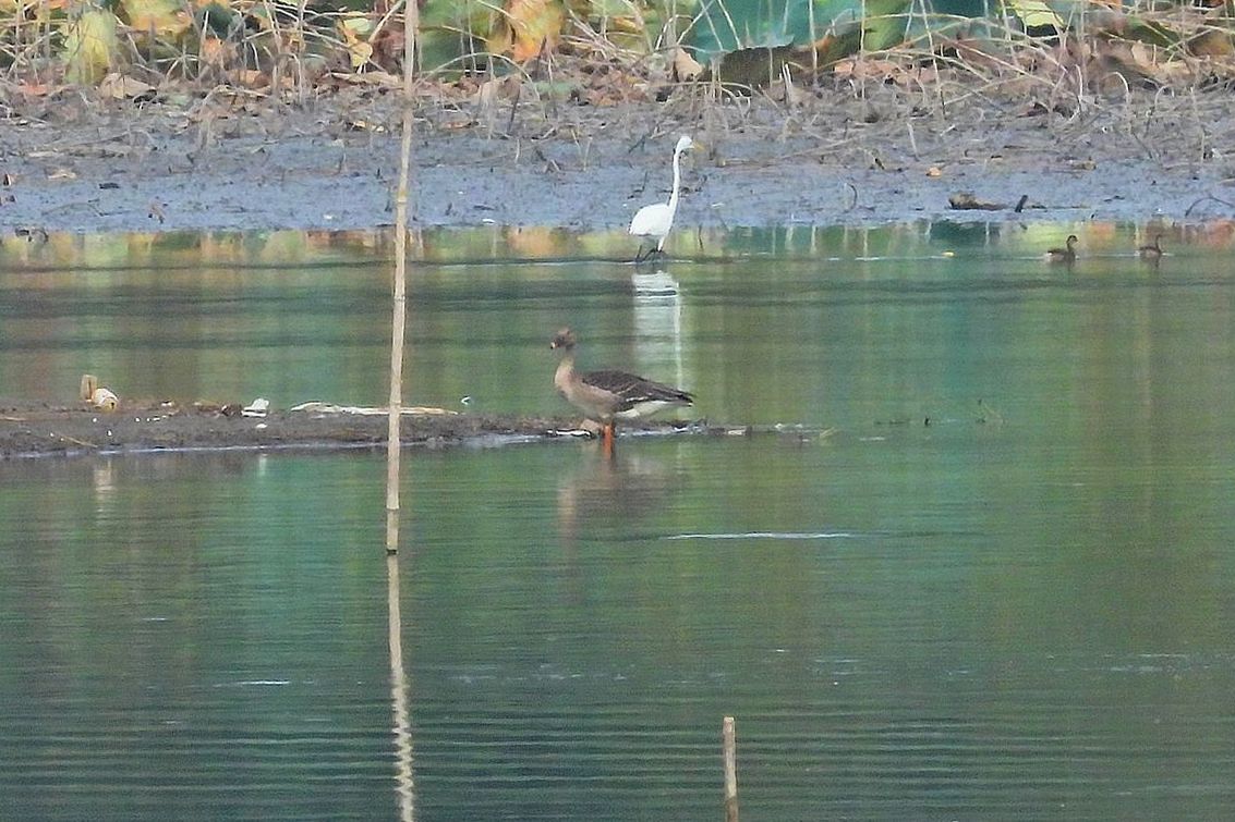 ヒシクイが来ていた！♪・・・多々良沼鳥情報１０月３日（３）_a0031821_15475930.jpg
