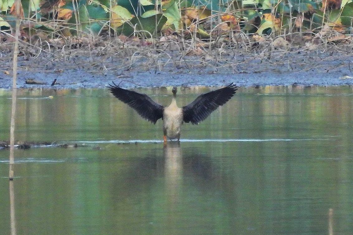 ヒシクイが来ていた！♪・・・多々良沼鳥情報１０月３日（３）_a0031821_15475977.jpg