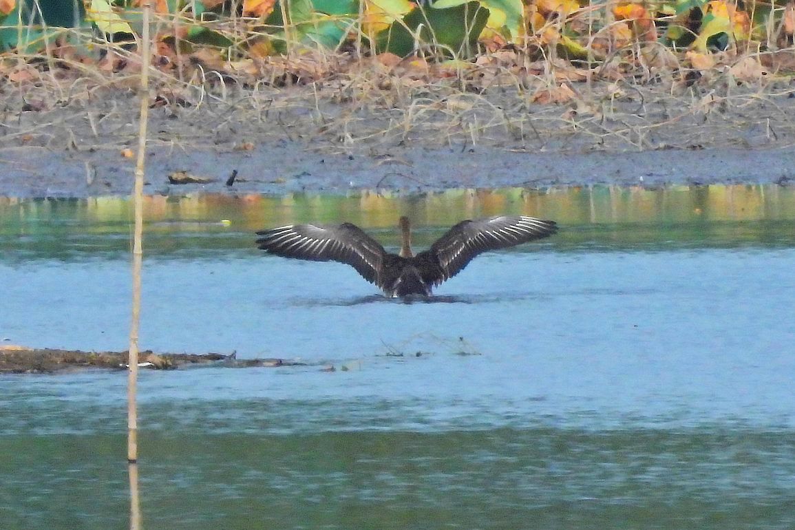 ヒシクイが来ていた！♪・・・多々良沼鳥情報１０月３日（３）_a0031821_15475980.jpg