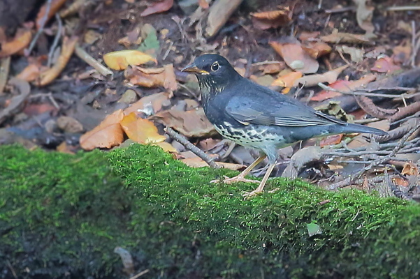 未だ居た夏鳥…クロツグミの幼鳥_e0413627_17322649.jpg