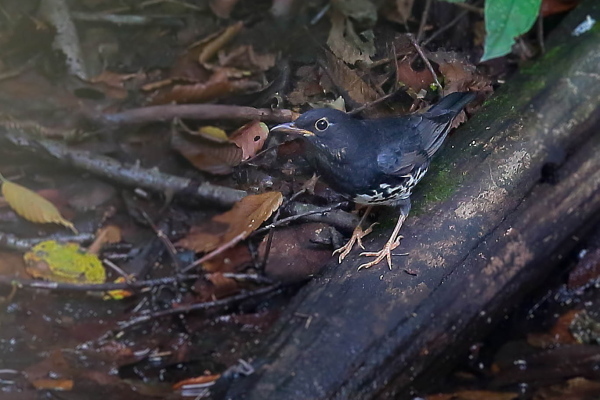 未だ居た夏鳥…クロツグミの幼鳥_e0413627_17325510.jpg