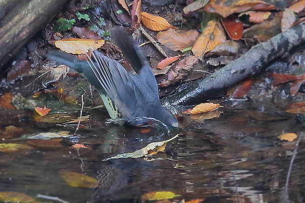 未だ居た夏鳥…クロツグミの幼鳥_e0413627_17330986.jpg
