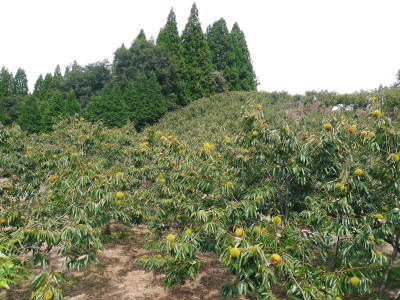 令和4年度の『美玖里(みくり)』を昨日より出荷開始しました! 数量限定で販売中!残りわずかです!_a0254656_18354048.jpg