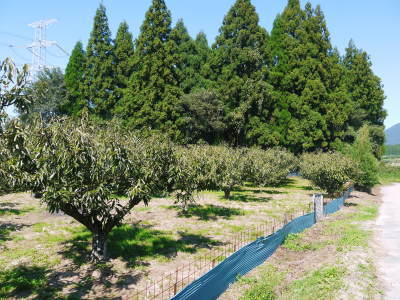 令和4年度の『美玖里(みくり)』を昨日より出荷開始しました! 数量限定で販売中!残りわずかです!_a0254656_18384124.jpg