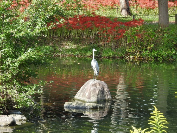 『木曽川水園の彼岸花風景とカルガモ達』_d0054276_20130527.jpg