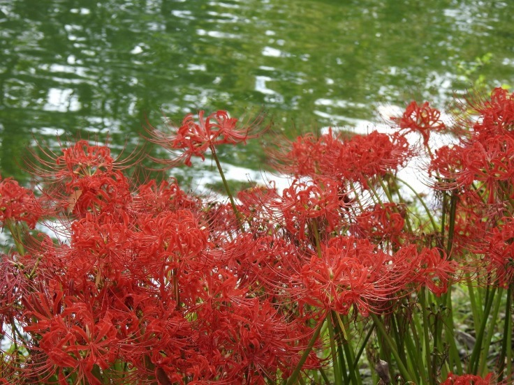 『木曽川水園の彼岸花風景とカルガモ達』_d0054276_20133637.jpg