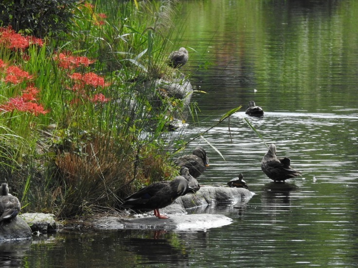 『木曽川水園の彼岸花風景とカルガモ達』_d0054276_20140088.jpg