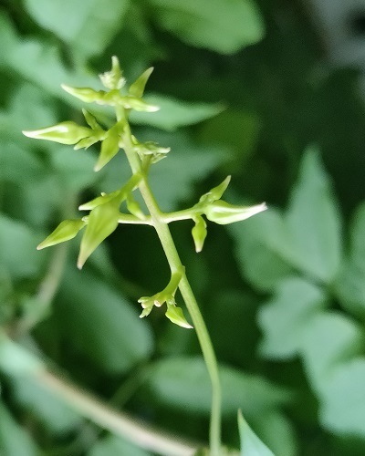 ノウゼンカズラ | 青柳庵日記 ノウゼンカズラ 根付苗