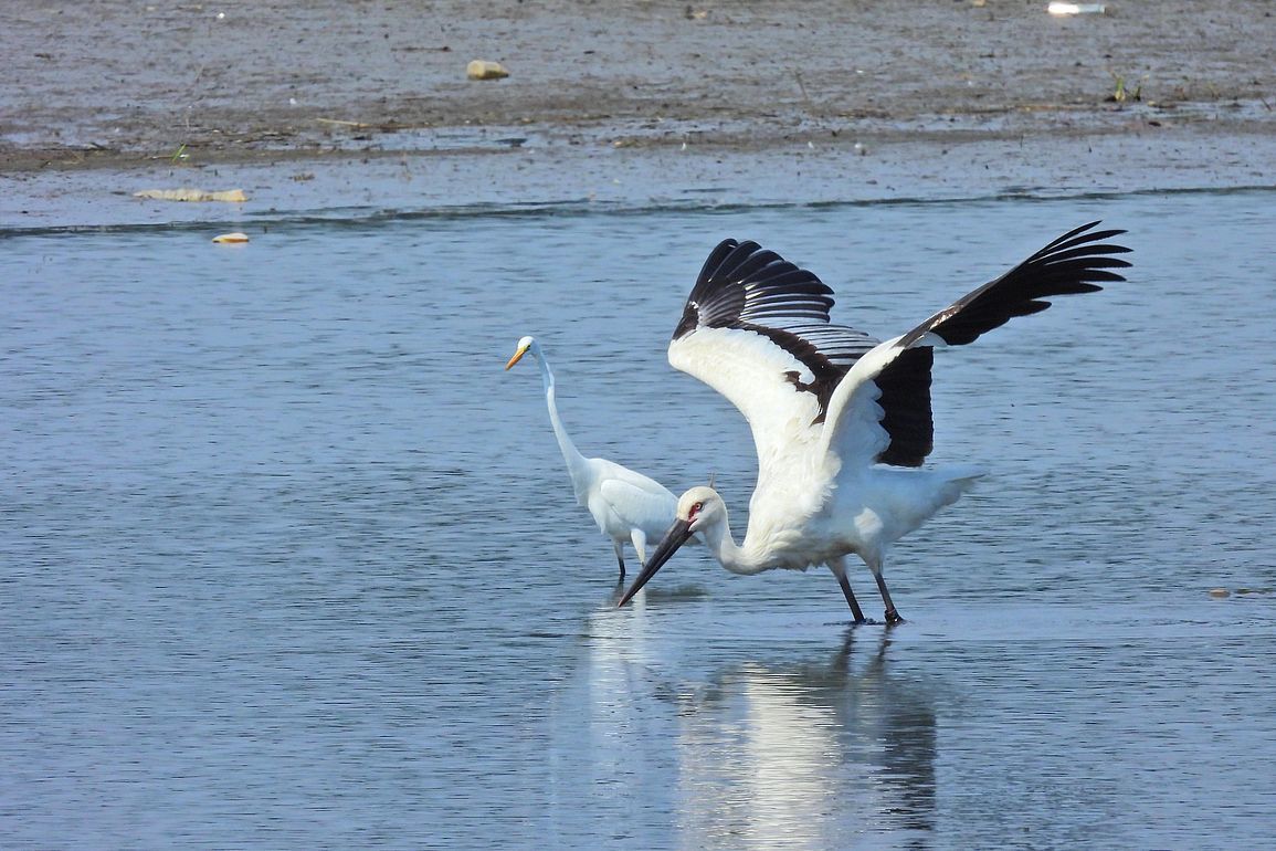 多々良沼鳥情報（４）・・・コウノトリの飛び出し♪（１０月４日）_a0031821_15235731.jpg