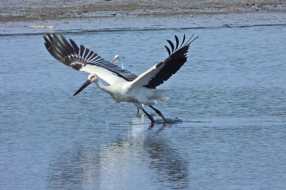 多々良沼鳥情報（４）・・・コウノトリの飛び出し♪（１０月４日）_a0031821_15235746.jpg