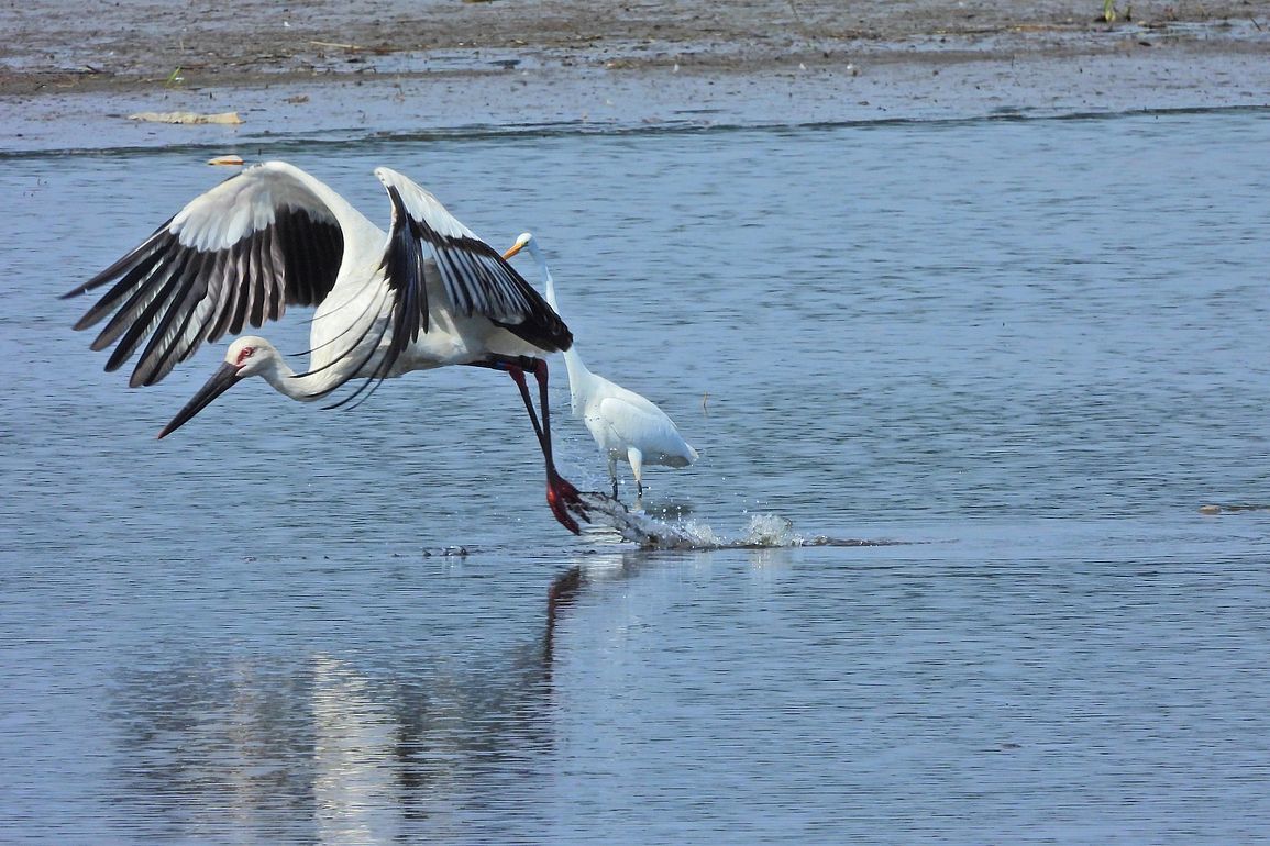 多々良沼鳥情報（４）・・・コウノトリの飛び出し♪（１０月４日）_a0031821_15235759.jpg