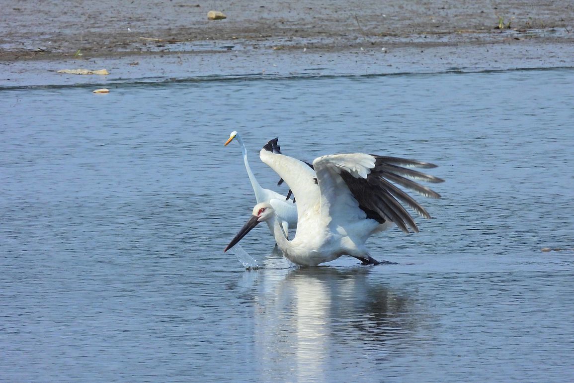 多々良沼鳥情報（４）・・・コウノトリの飛び出し♪（１０月４日）_a0031821_15235786.jpg
