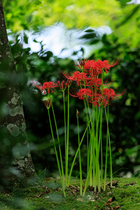 2022彼岸花咲く京都　真如堂の秋の花_f0155048_23063047.jpg