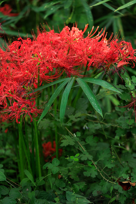 2022彼岸花咲く京都　真如堂の秋の花_f0155048_23084530.jpg