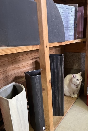 猫とお客様_d0195183_01145833.jpeg