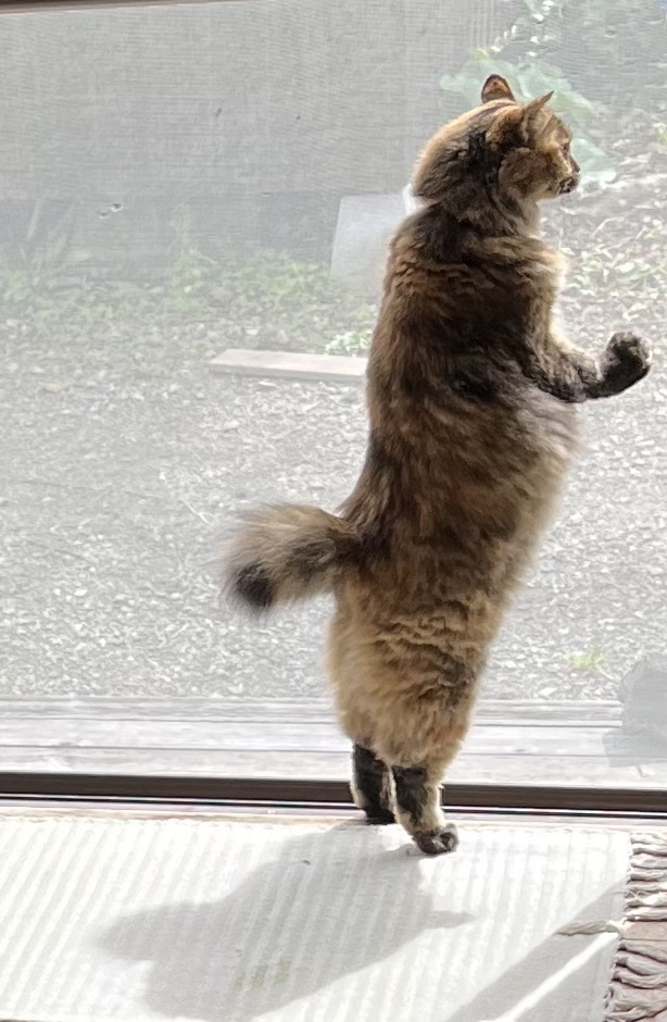 猫とお客様_d0195183_13095763.jpeg