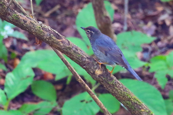 残って居るのは幼鳥ばかり…マミジロの幼鳥_e0413627_09335356.jpg