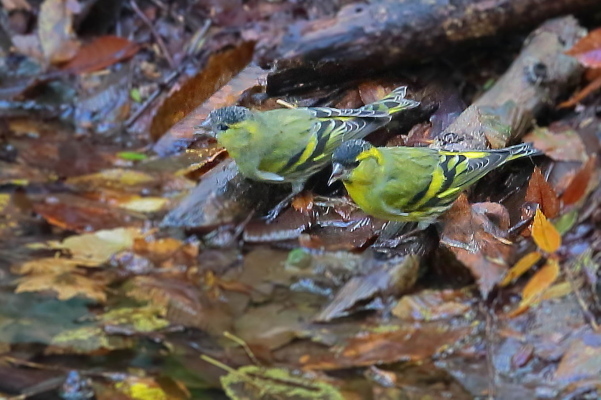 早く来ないかな冬鳥…マヒワ_e0413627_11422310.jpg