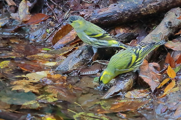 早く来ないかな冬鳥…マヒワ_e0413627_11424161.jpg