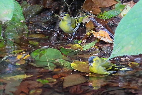 早く来ないかな冬鳥…マヒワ_e0413627_11425481.jpg