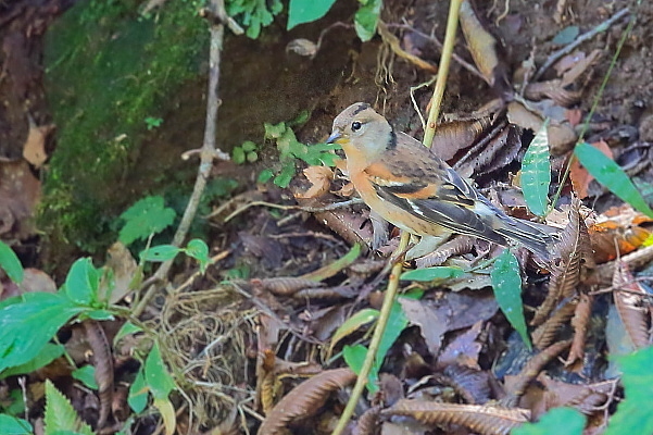 早く来ないかな冬鳥…アトリ_e0413627_11450940.jpg