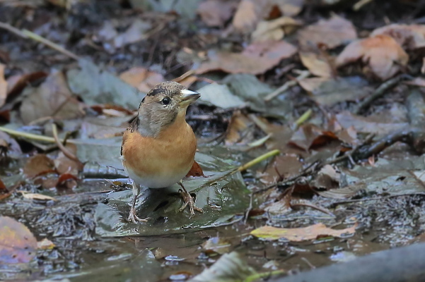 早く来ないかな冬鳥…アトリ_e0413627_11455761.jpg