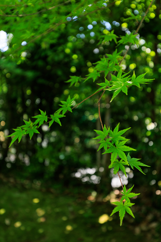 サツキ咲く頃（金福寺）_f0155048_23023481.jpg