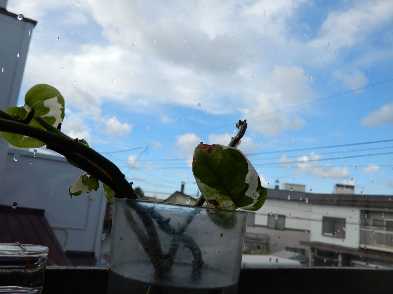 今夜は「十三夜」の月がきれい_c0025115_21222795.jpg