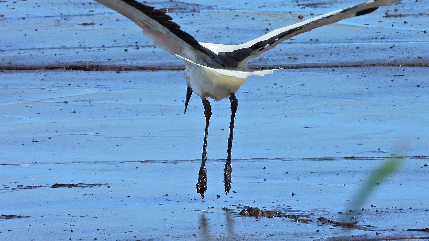 １０月８日；コウノトリ発進！を大写し♪・・・多々良沼鳥情報（６）_a0031821_17453752.jpg
