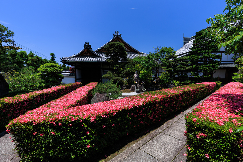 サツキ咲く頃（慈雲院）_f0155048_23284507.jpg