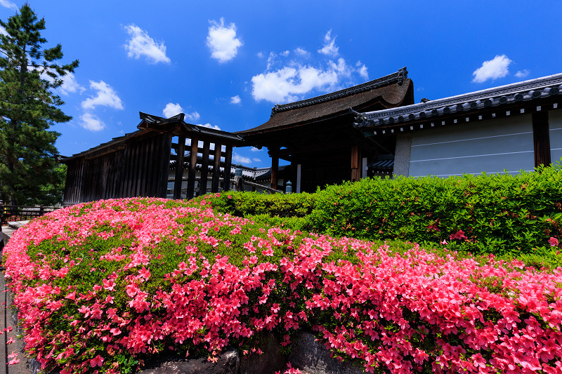 サツキ咲く頃（慈雲院）_f0155048_23290741.jpg