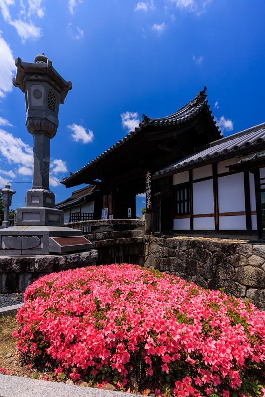 サツキ咲く頃（慈雲院）_f0155048_23291546.jpg