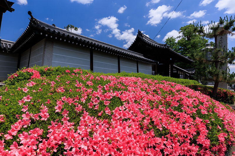 サツキ咲く頃（慈雲院）_f0155048_23292399.jpg