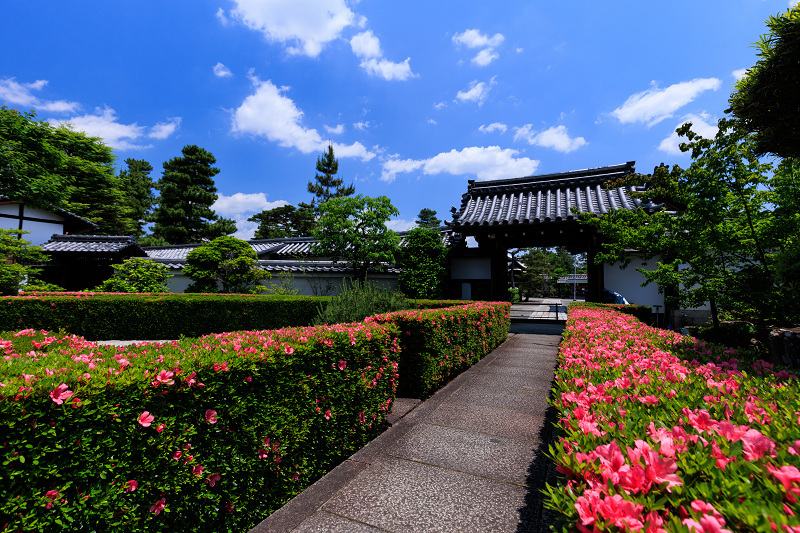 サツキ咲く頃（慈雲院）_f0155048_23301233.jpg