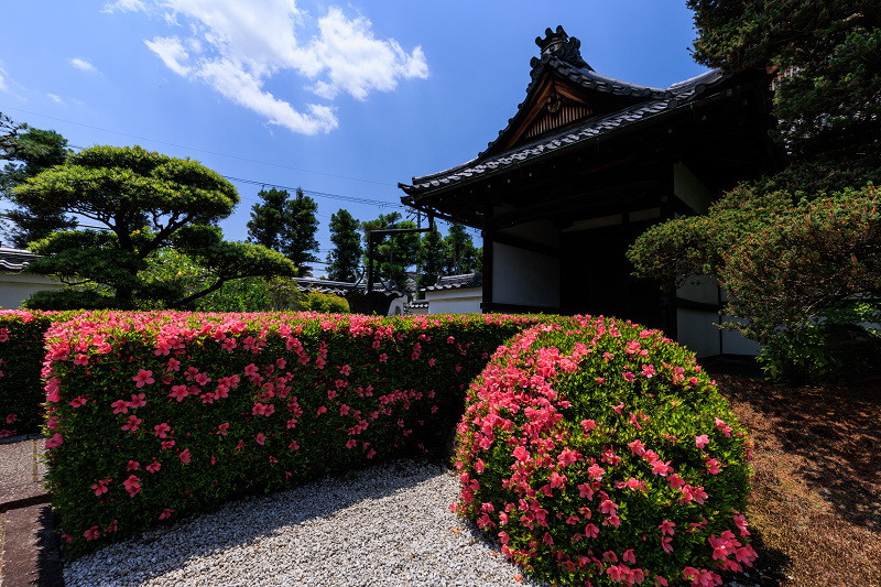 サツキ咲く頃（慈雲院）_f0155048_23304279.jpg