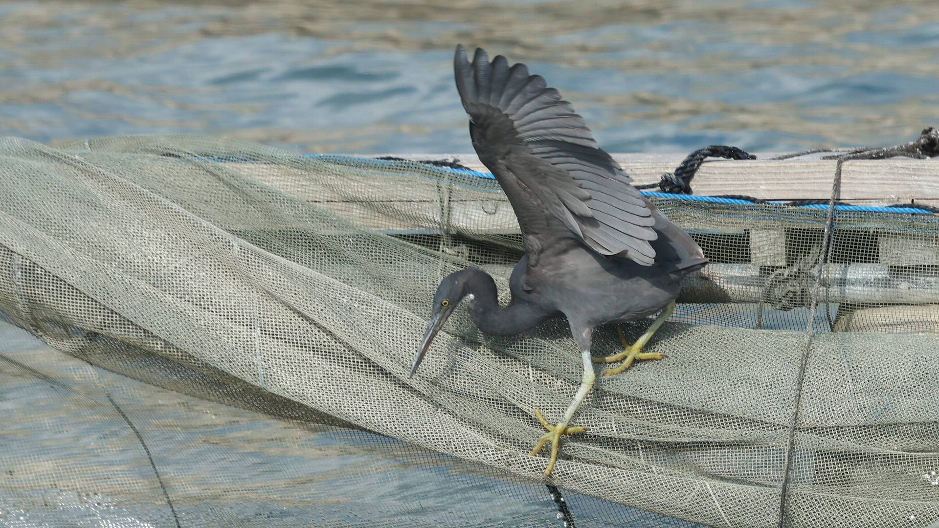 南の島から（2022年9月28日）：生け簀の魚を狙いに来たクロサギ　From southern island (2022.09.28) Pacific reef heron_f0105570_18050678.jpg