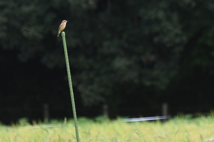 稲刈りの頃 野鶲 赤蜻蛉他 風のむろさん 自然の詩