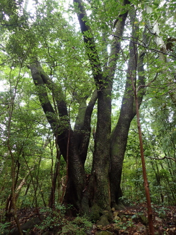 山田道から神戸森林植物園へ_c0218841_20343392.jpg