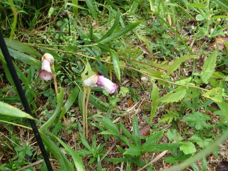 山田道から神戸森林植物園へ_c0218841_20400610.jpg