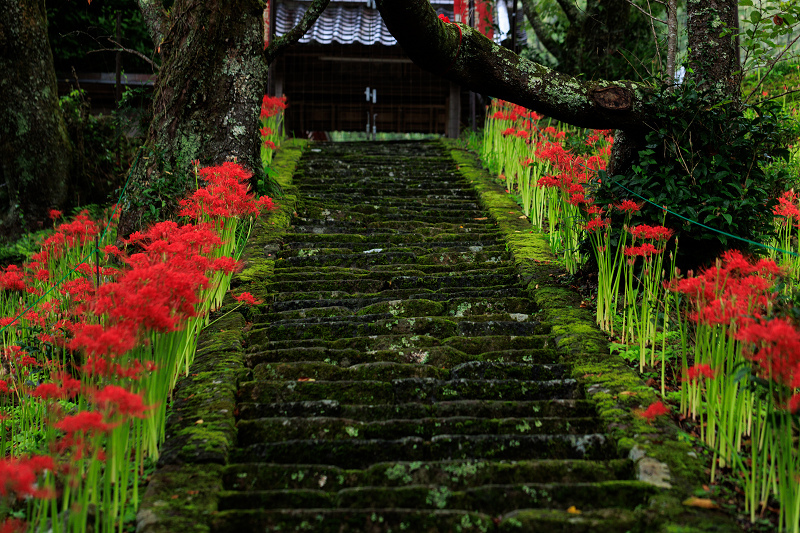 2022彼岸花咲く奈良　参道の彩り（仏隆寺）_f0155048_22270903.jpg