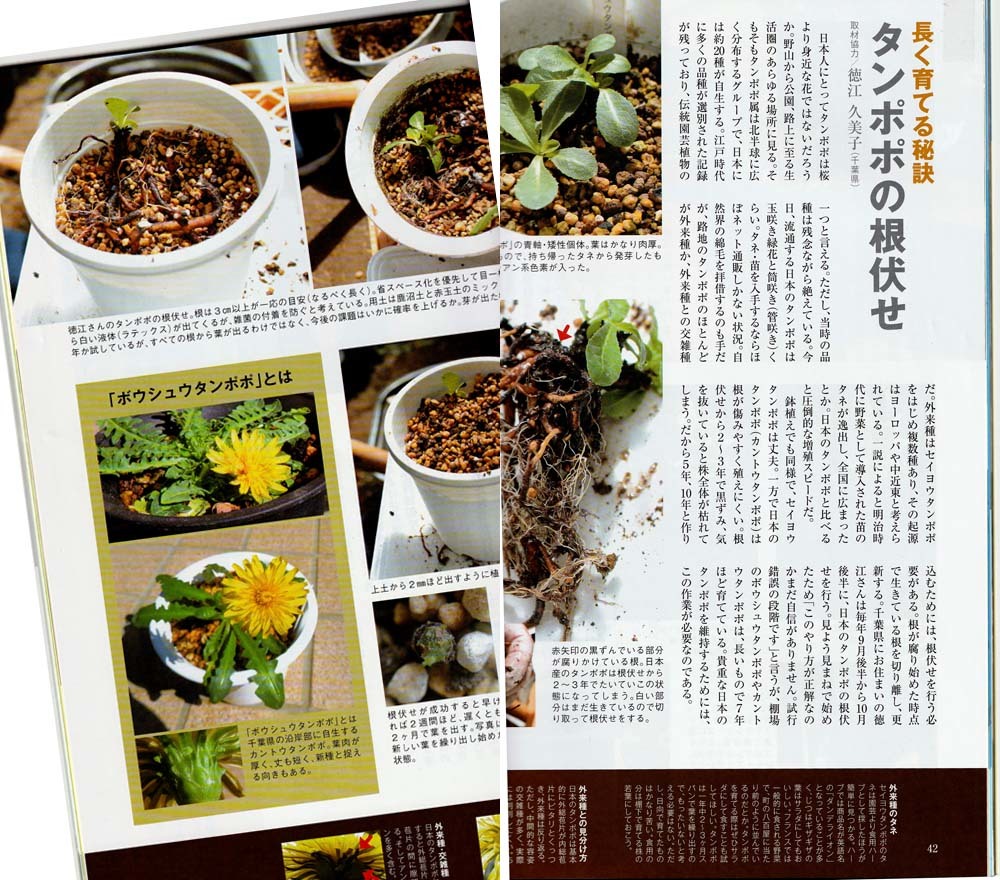 タンポポページ タンポポの根伏せ報告 No.2227 : 東洋蘭風来記奥部屋