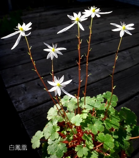 大文字草の季節が始まって♪ 白鳳凰、ひとめぼれ、蛍ほか_a0136293_15544063.jpg