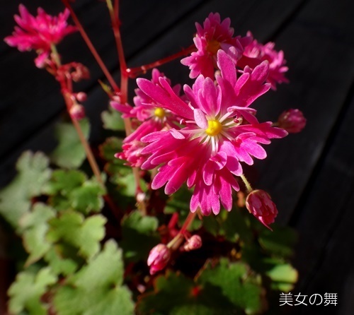 大文字草の季節が始まって♪　　白鳳凰、ひとめぼれ、蛍ほか_a0136293_15555154.jpg