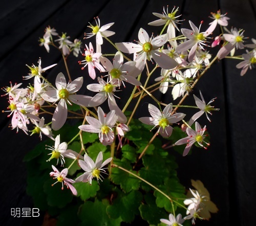 大文字草の季節が始まって♪　　白鳳凰、ひとめぼれ、蛍ほか_a0136293_15555977.jpg