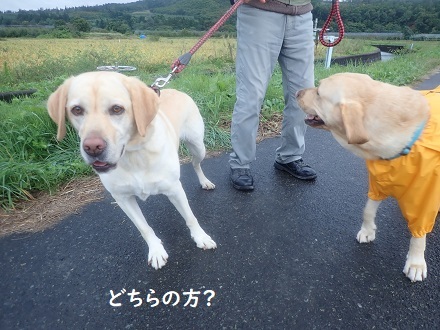 噂のあの子。_c0182012_15492048.jpg
