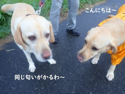 噂のあの子。_c0182012_15492168.jpg