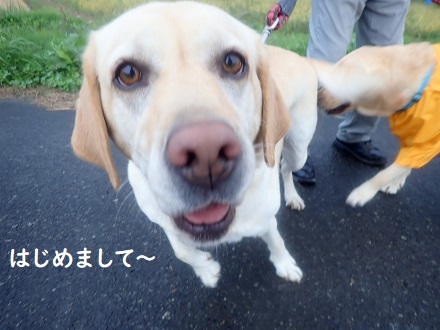 噂のあの子。_c0182012_15492376.jpg