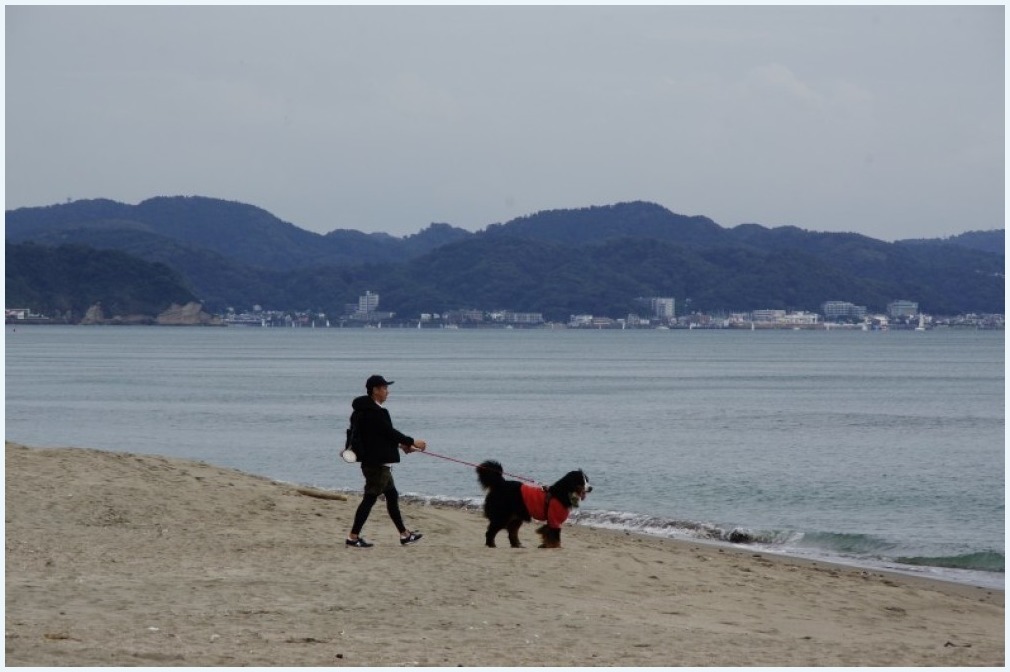 海辺のラブ_c0352813_16494988.jpg