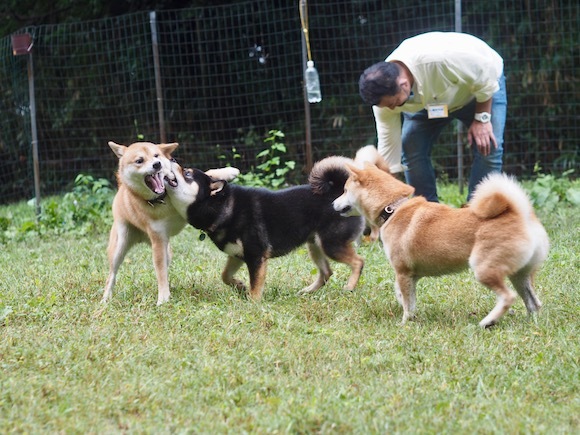 仲良し泥んこドッグラン！　〈その１〉_a0232774_12225108.jpg